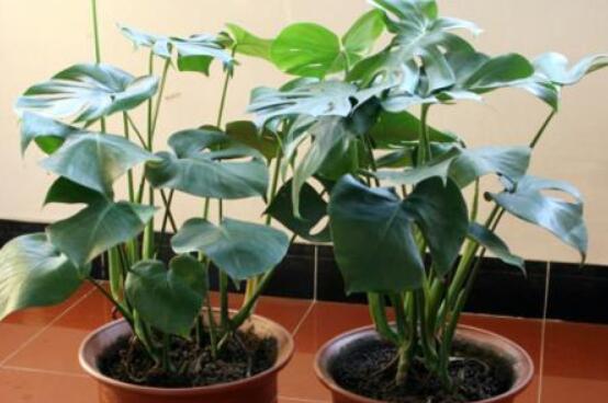 龜背竹吸甲醛嗎，能吸/可除去室內(nèi)90%甲醛