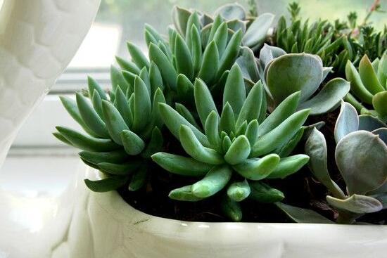 生石花長(zhǎng)高了怎么辦，老農(nóng)教你最直觀常見(jiàn)三種解決辦法