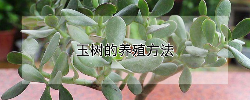 玉樹的養(yǎng)殖方法