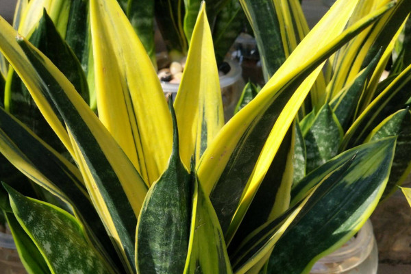 虎皮蘭金邊跟綠色區(qū)別