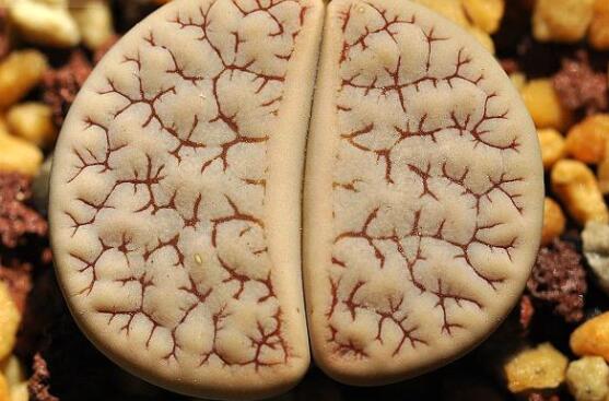 生石花怎么水培，教你四個基本步驟快速水培生根