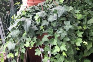 常春藤有什么風(fēng)水作用，常春藤的功效與作用