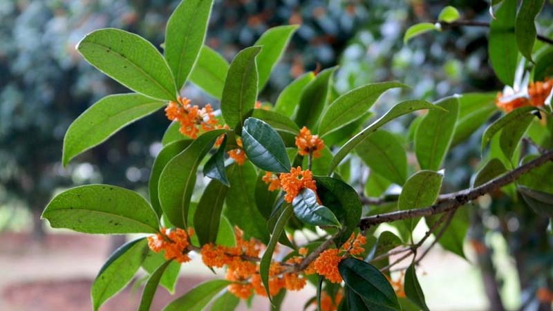 桂花樹(shù)的養(yǎng)殖方法和注意事項(xiàng)