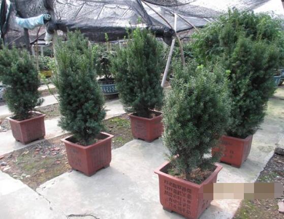 紅豆杉怎么修剪，紅豆杉修剪方法