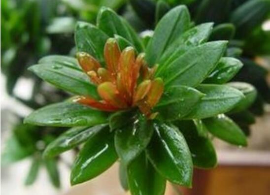 羅漢松什么品種最好，盤點(diǎn)最珍貴且珍稀四種品種