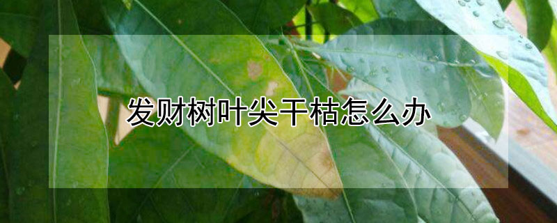 發(fā)財(cái)樹葉尖干枯怎么辦
