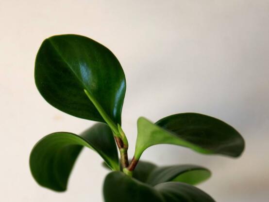 碧玉花的扦插方法圖解，教你五個(gè)扦插便可爆盆好方法