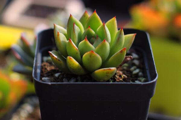 寶石花光照和溫度處理，夏季遮陰冬季向陽