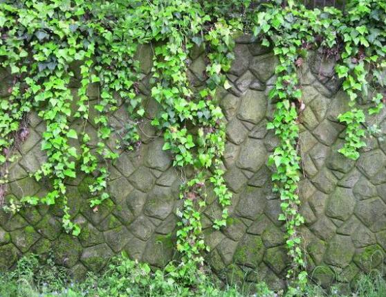 常春藤和爬山虎的區(qū)別，三個(gè)方法教你簡(jiǎn)單分辨
