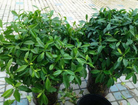 平安樹葉子發(fā)黃掉落怎么辦，教你四種解決辦法快速恢復(fù)生機(jī)