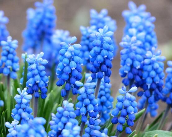 風(fēng)信子葉子太長立不住是怎么回事，教你常見三種原因以及解決方法