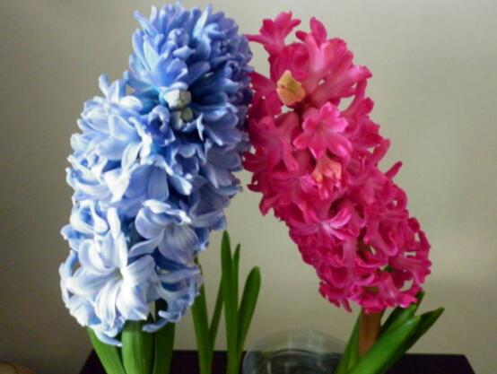 家里養(yǎng)風(fēng)信子好嗎，好/美化家居環(huán)境、凈化空氣