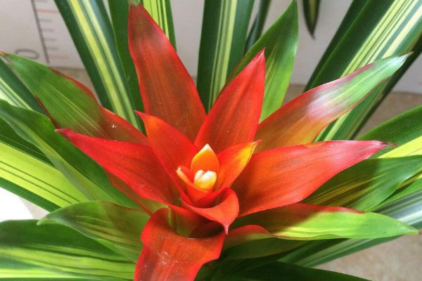 鴻運(yùn)當(dāng)頭開(kāi)花后有種子嗎