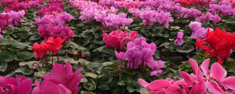 仙客來(lái)的葉子黃了是怎么回事