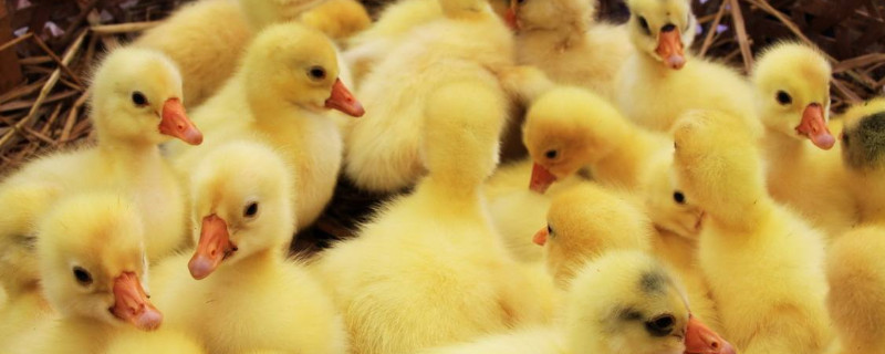 小鵝怎么養(yǎng)才不會(huì)死