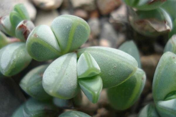 碧玉蓮的養(yǎng)護(hù)方法，做好五個(gè)方面的管理