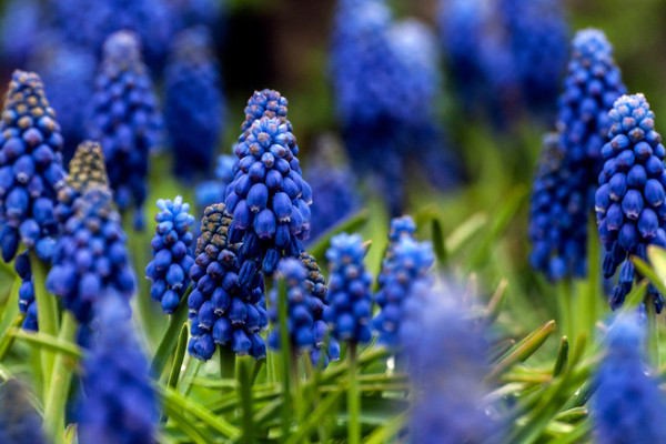 如何種植風(fēng)信子