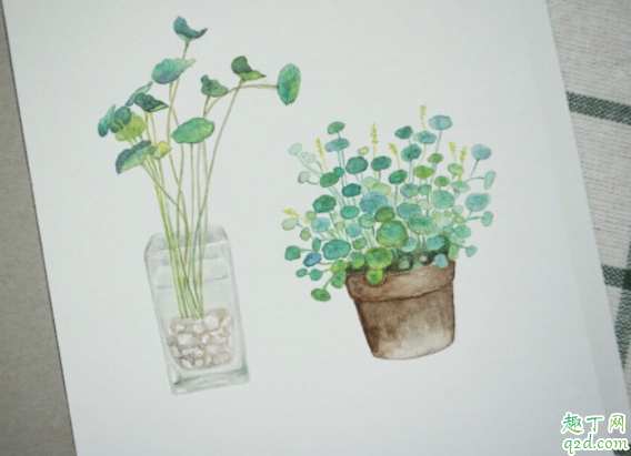 銅錢草長得很高怎么辦 銅錢草怎么防止徒長4