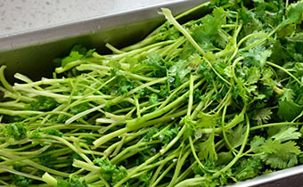 吃香菜會(huì)得口臭嗎 吃香菜口臭怎么辦