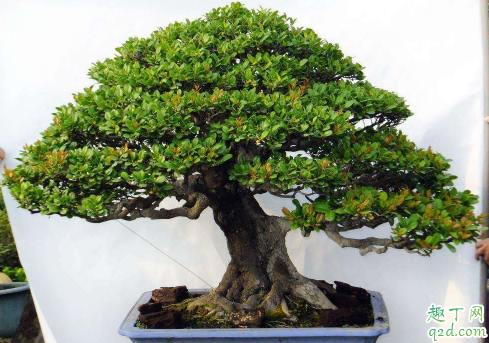 象牙樹好養(yǎng)活嗎 象牙樹怎么養(yǎng)長得旺盛2