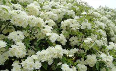 山木香好養(yǎng)活不 養(yǎng)植山木香需注意哪些事項