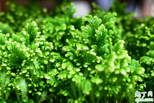 卷柏可以水培嗎 養(yǎng)卷柏哪些事項(xiàng)是要注意的1