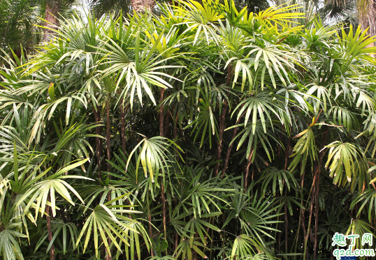 棕竹為啥老是黃葉 棕竹總愛黃葉怎么補(bǔ)救2