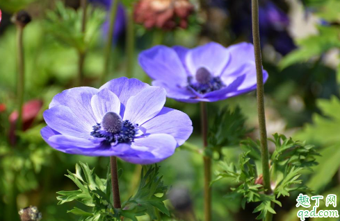 銀蓮花黃葉的原因是什么原因 銀蓮花黃葉怎么補救1