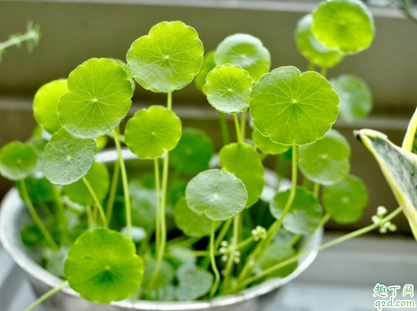 金錢草為什么老開花 銅錢草用什么肥料最好1