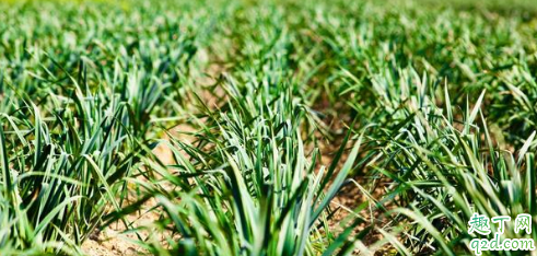 大蒜苗期發(fā)生黃化的原因 大蒜苗期黃化怎么辦4