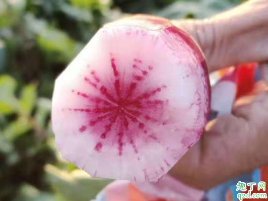 怎樣保存大蘿卜不糠 蘿卜出現(xiàn)空心是什么原因3