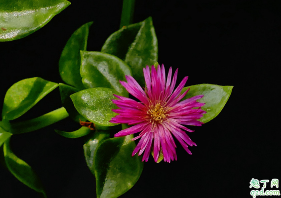 牡丹吊蘭啥時候換盆好 牡丹吊蘭換盆后怎么養(yǎng)護(hù)1