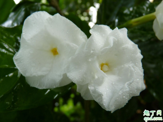 水晶茉莉過(guò)冬溫度是多少了 狗牙花冬天怎么養(yǎng)2