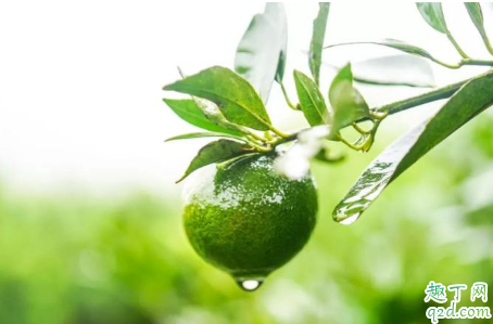 小青柑與什么搭配最好 冬天喝小青柑有什么好處7