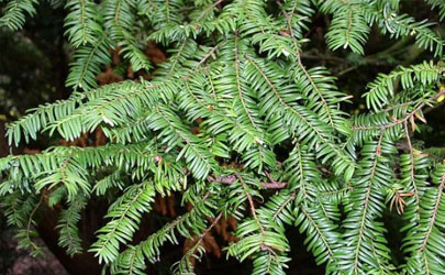 鐵杉好養(yǎng)活嗎 鐵杉怎么樣長得旺盛