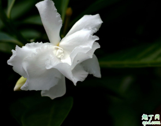 水晶茉莉過(guò)冬溫度是多少了 狗牙花冬天怎么養(yǎng)4