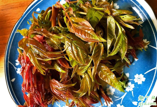 香椿吃之前要不要焯下水 香椿怎么做好吃1