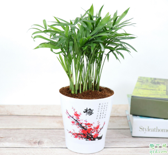 袖珍椰子好養(yǎng)不 養(yǎng)袖珍椰子需注意什么3