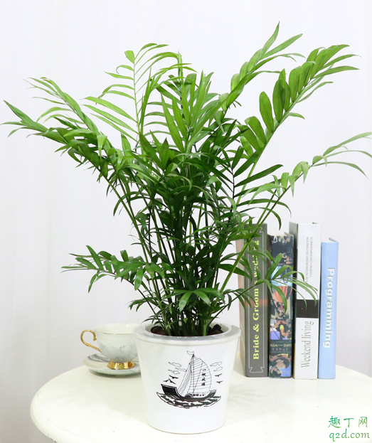 袖珍椰子放臥室好嗎 怎樣養(yǎng)袖珍椰子長的大2