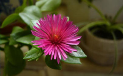 牡丹吊蘭老不開花正常嗎 牡丹吊蘭怎樣養(yǎng)才花開旺盛