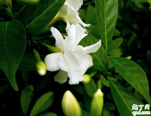 為什么水晶茉莉的花苞會(huì)掉 水晶茉莉掉花苞怎么補(bǔ)救4