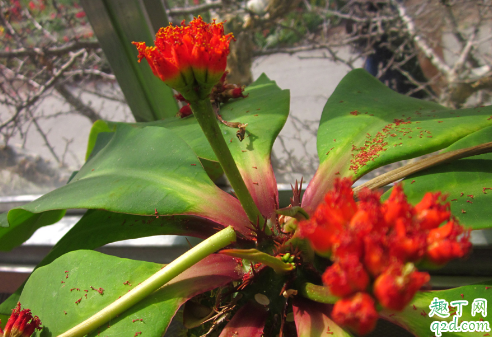 噴火龍爛根怎么回事 噴火龍老是爛根怎么解決3