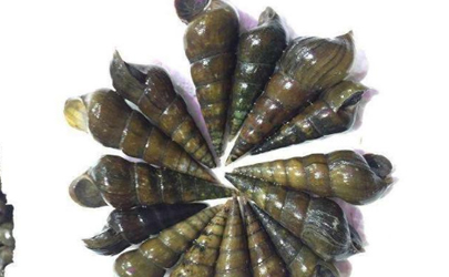 山坑螺值得人工養(yǎng)殖嗎 養(yǎng)殖山坑螺賺錢嗎