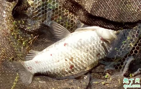 冬季晴天1到8度怎么釣魚 冬天八度左右釣深水還是淺水3