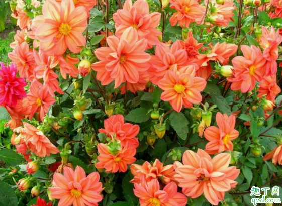 剛買(mǎi)的花換盆土很濕還用澆水嗎 花市買(mǎi)花為什么養(yǎng)不活4