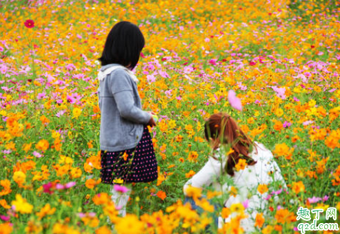 見卵黃囊及心博是不是懷孕 長出一個(gè)卵黃囊是不是就不會(huì)有雙胞胎了4