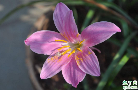 風(fēng)雨蘭一年四季開(kāi)花么? 風(fēng)雨蘭怎樣養(yǎng)花開(kāi)不斷2