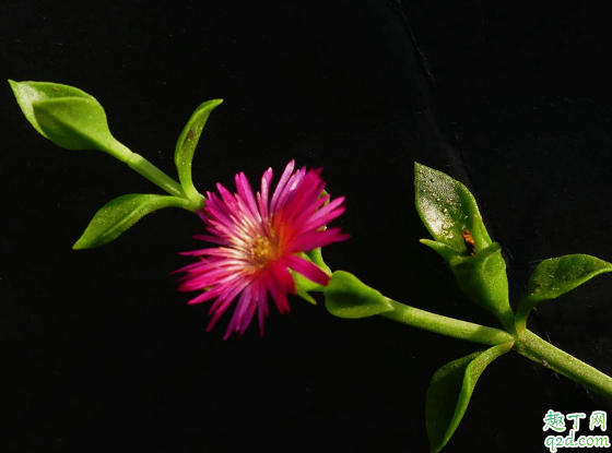 牡丹吊蘭啥時候換盆好 牡丹吊蘭換盆后怎么養(yǎng)護(hù)2