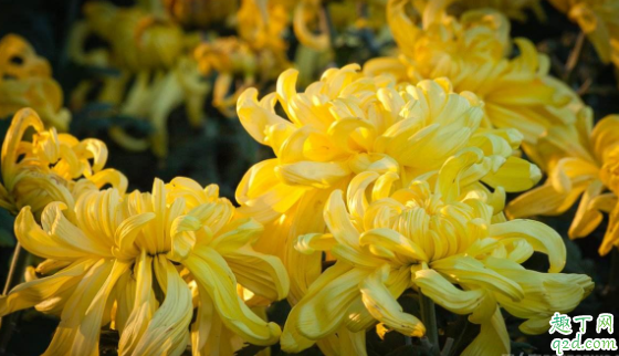 2020年的重陽(yáng)節(jié)是星期幾 2020年重陽(yáng)節(jié)適不適合結(jié)婚4