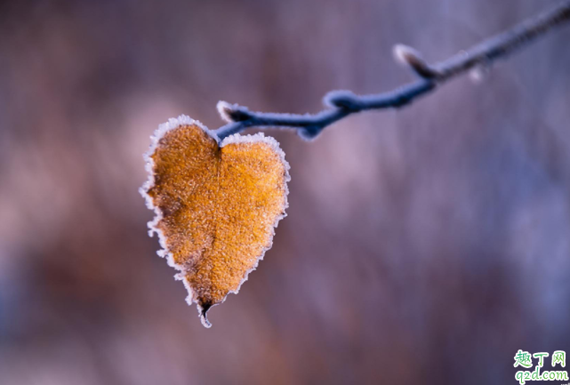 2020什么時候霜降 霜降下來是哪個節(jié)氣3